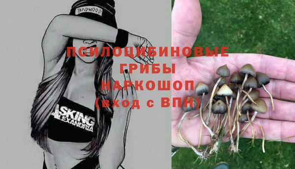 сатива Козловка